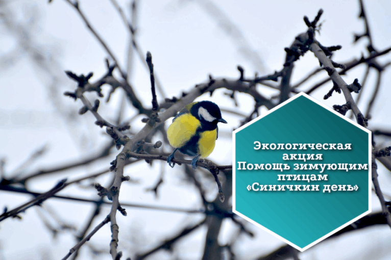 Экологическая акция «Синичкин день» Экологическая акция «Синичкин день».